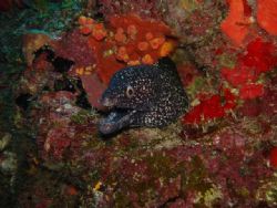spotted eel in the wall of la parguera at black wall dive... by Victor J. Lasanta Garcia 
